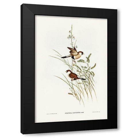 White-eared Grass Finch-Poephila leucotis Black Modern Wood Framed Art Print with Double Matting by Gould, John