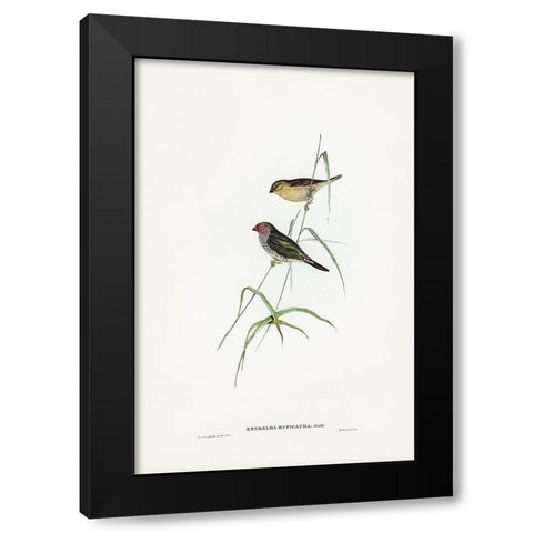 Red-tailed Finch-Estrelda ruficauda Black Modern Wood Framed Art Print with Double Matting by Gould, John