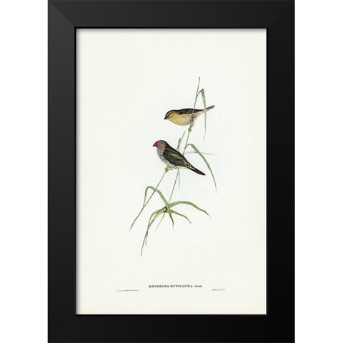 Red-tailed Finch-Estrelda ruficauda Black Modern Wood Framed Art Print by Gould, John