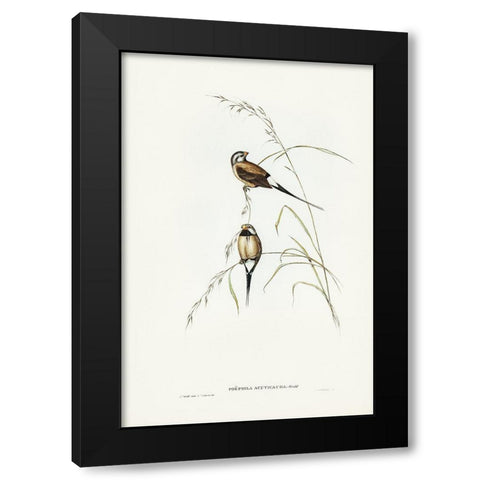 Long-tailed Grass Finch-Poephila acuticauda Black Modern Wood Framed Art Print by Gould, John
