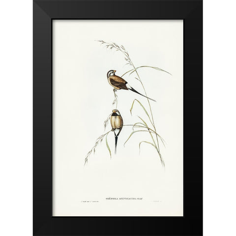 Long-tailed Grass Finch-Poephila acuticauda Black Modern Wood Framed Art Print by Gould, John