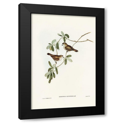 White-faced Xerophila-Xerophila leucopsis Black Modern Wood Framed Art Print with Double Matting by Gould, John