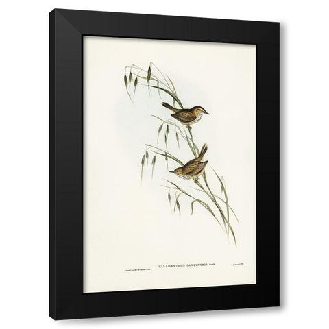 Field Reed Lark-Calamanthus campestris Black Modern Wood Framed Art Print by Gould, John