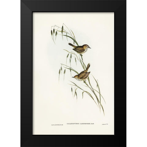 Field Reed Lark-Calamanthus campestris Black Modern Wood Framed Art Print by Gould, John