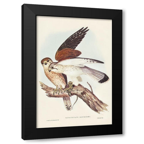 Nankeen Kestril-Tinnunculus Cencbroides Black Modern Wood Framed Art Print by Gould, John