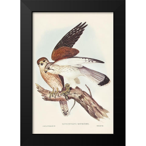 Nankeen Kestril-Tinnunculus Cencbroides Black Modern Wood Framed Art Print by Gould, John