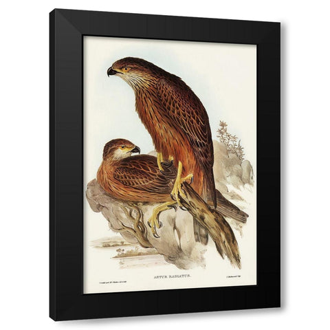 Radiated Goshawk-Astur radintus Black Modern Wood Framed Art Print by Gould, John