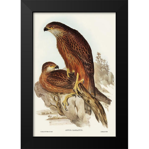 Radiated Goshawk-Astur radintus Black Modern Wood Framed Art Print by Gould, John