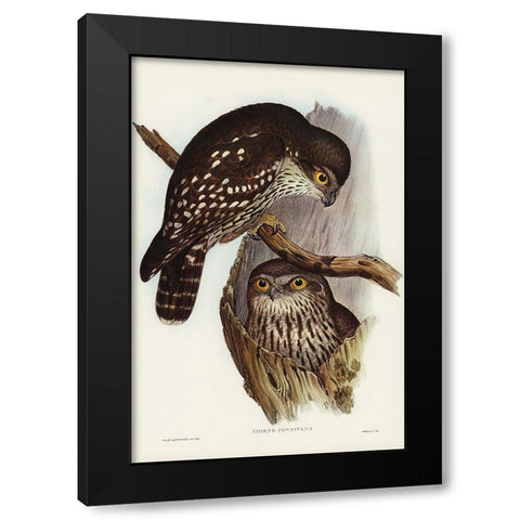 Winking Owl-Athene connivers Black Modern Wood Framed Art Print with Double Matting by Gould, John
