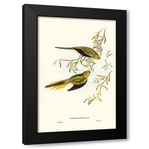 Elegant Grass-Parakeet-Euphema elegans Black Modern Wood Framed Art Print with Double Matting by Gould, John