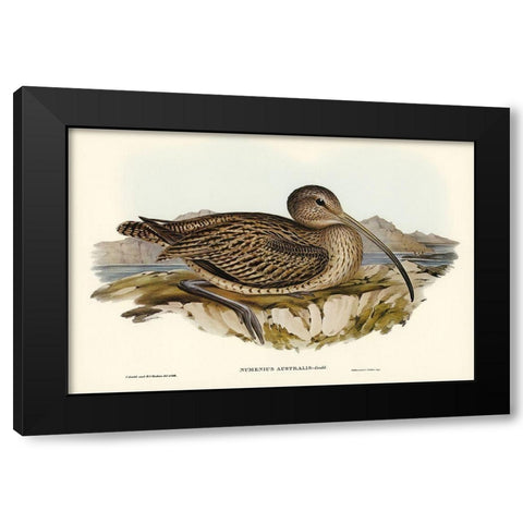 Australian Curlew-Numenius Australis Black Modern Wood Framed Art Print with Double Matting by Gould, John