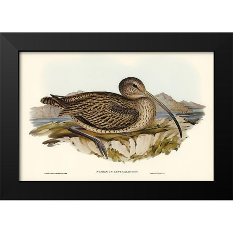 Australian Curlew-Numenius Australis Black Modern Wood Framed Art Print by Gould, John