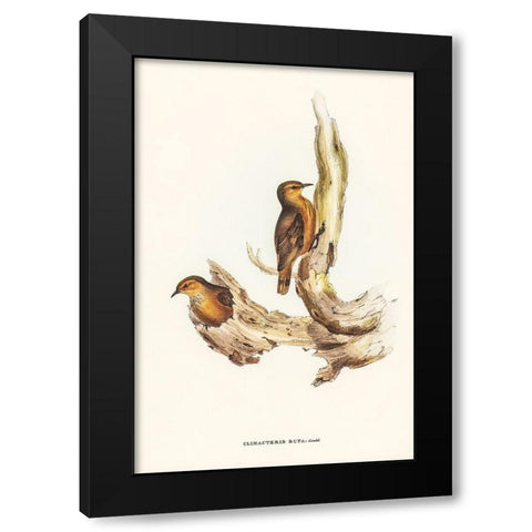 Rufous Tree-Creeper-Climacteris rufa Black Modern Wood Framed Art Print with Double Matting by Gould, John