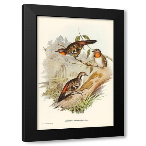Spine-tailed Orthonyx-Orthonyx spinicaudus Black Modern Wood Framed Art Print with Double Matting by Gould, John