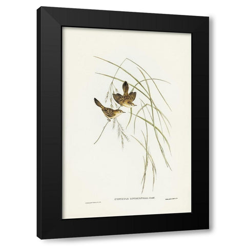 Lineated Warbler-Cysticola lineocapilla Black Modern Wood Framed Art Print by Gould, John