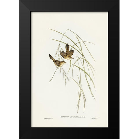 Lineated Warbler-Cysticola lineocapilla Black Modern Wood Framed Art Print by Gould, John