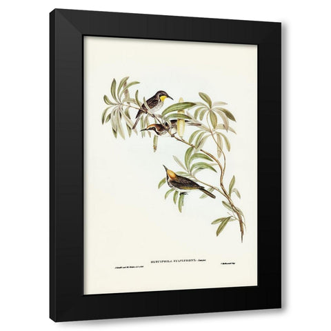 Fulvous-fronted Honey-eater-Glyciphila fulvifrons Black Modern Wood Framed Art Print by Gould, John