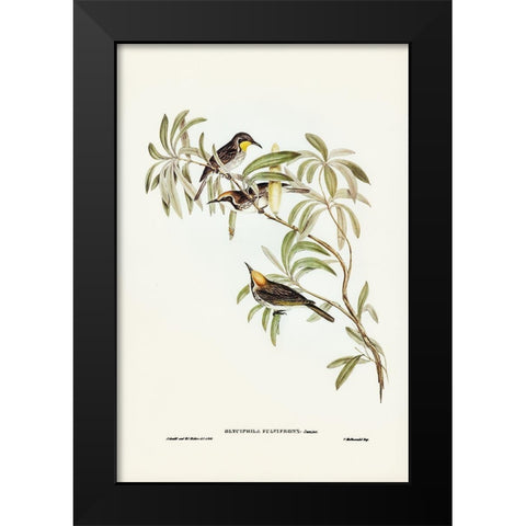Fulvous-fronted Honey-eater-Glyciphila fulvifrons Black Modern Wood Framed Art Print by Gould, John