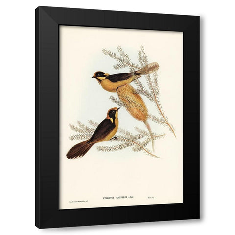 Helmeted Honey-eater-Ptilotis cassidix Black Modern Wood Framed Art Print with Double Matting by Gould, John