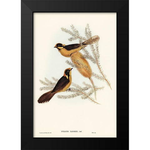 Helmeted Honey-eater-Ptilotis cassidix Black Modern Wood Framed Art Print by Gould, John