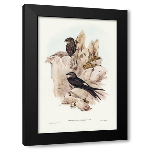 Australian Swift-Cypselus Australis Black Modern Wood Framed Art Print by Gould, John