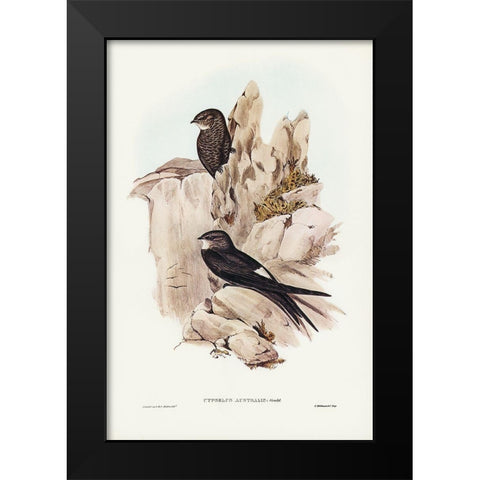 Australian Swift-Cypselus Australis Black Modern Wood Framed Art Print by Gould, John