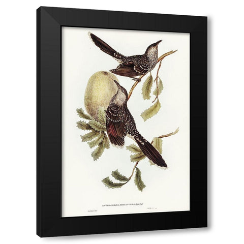 Brush Wattle Bird-Anthochaera mellivora Black Modern Wood Framed Art Print by Gould, John