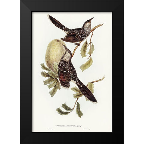 Brush Wattle Bird-Anthochaera mellivora Black Modern Wood Framed Art Print by Gould, John
