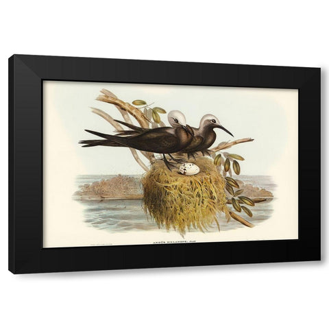 Lesser Noddy-Anous melanops Black Modern Wood Framed Art Print by Gould, John