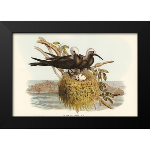 Lesser Noddy-Anous melanops Black Modern Wood Framed Art Print by Gould, John