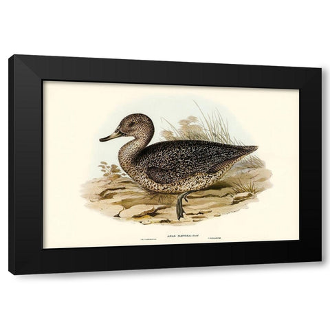 Freckled Duck-Anus naevosa Black Modern Wood Framed Art Print with Double Matting by Gould, John