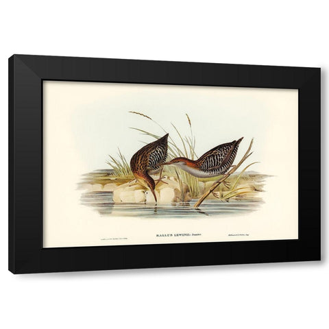 Lewins Water Rail-Rallus Lewinii Black Modern Wood Framed Art Print by Gould, John