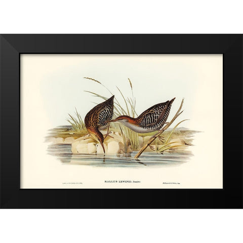 Lewins Water Rail-Rallus Lewinii Black Modern Wood Framed Art Print by Gould, John