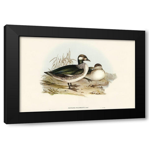 Beautiful Pygmy Goose-Nettapus pulchellus Black Modern Wood Framed Art Print with Double Matting by Gould, John