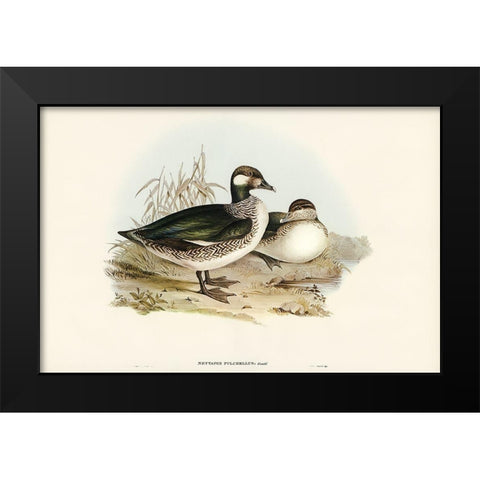 Beautiful Pygmy Goose-Nettapus pulchellus Black Modern Wood Framed Art Print by Gould, John