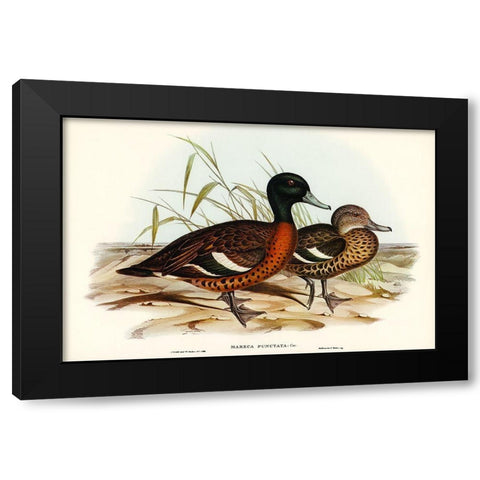 Chesnut-breasted Duck-Anas punctata Black Modern Wood Framed Art Print with Double Matting by Gould, John