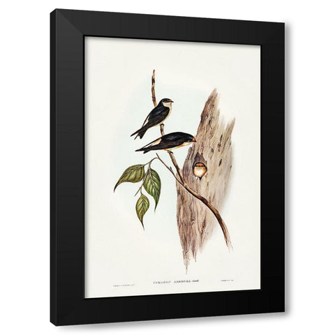 Tree Martin-Collocalia arborea Black Modern Wood Framed Art Print with Double Matting by Gould, John