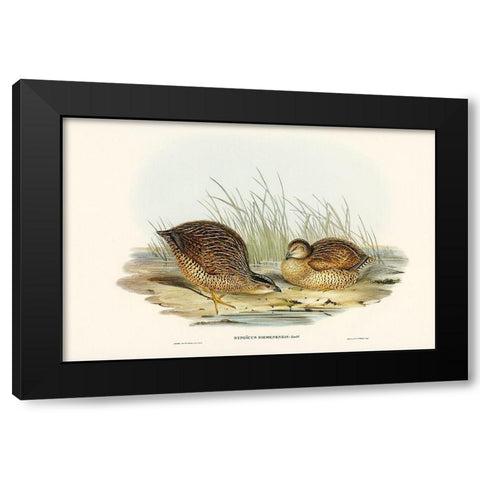 Van Diemens Land Partridge-Synoicus Diemenensis Black Modern Wood Framed Art Print with Double Matting by Gould, John
