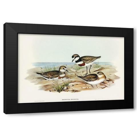 Double-banded Dottrel-Hiaticula bicincta Black Modern Wood Framed Art Print by Gould, John