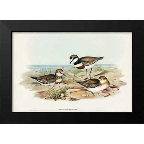 Double-banded Dottrel-Hiaticula bicincta Black Modern Wood Framed Art Print by Gould, John