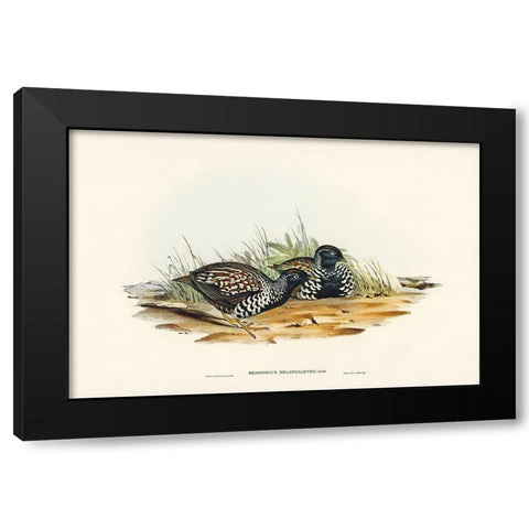 Black-breasted Hemipode-Hemipodius melanogaster Black Modern Wood Framed Art Print with Double Matting by Gould, John