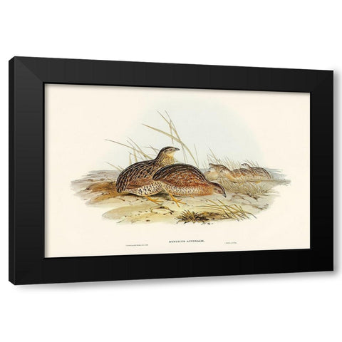 Australian Partridge-Synoicus Australis Black Modern Wood Framed Art Print with Double Matting by Gould, John