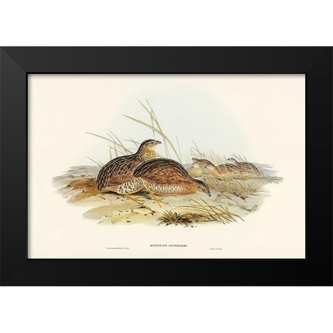 Australian Partridge-Synoicus Australis Black Modern Wood Framed Art Print by Gould, John