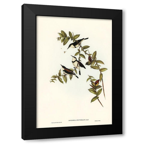 Banded Honey-eater-Myzomela pectoralis Black Modern Wood Framed Art Print with Double Matting by Gould, John