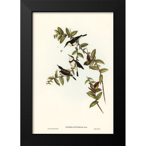 Banded Honey-eater-Myzomela pectoralis Black Modern Wood Framed Art Print by Gould, John