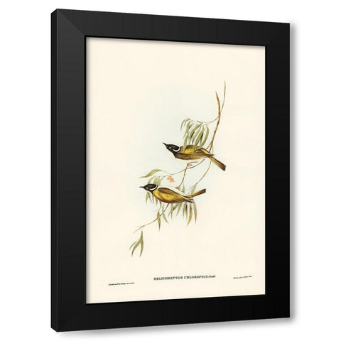 Swan River Honey-eater-Melithreptus chloropsis Black Modern Wood Framed Art Print with Double Matting by Gould, John