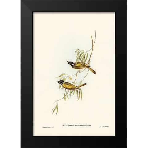 Swan River Honey-eater-Melithreptus chloropsis Black Modern Wood Framed Art Print by Gould, John