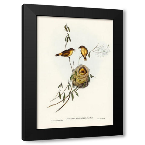 Regulus-like Acanthiza-Acanthiza Reguloides Black Modern Wood Framed Art Print with Double Matting by Gould, John