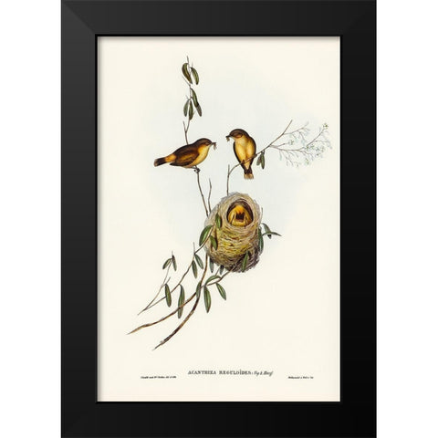 Regulus-like Acanthiza-Acanthiza Reguloides Black Modern Wood Framed Art Print by Gould, John