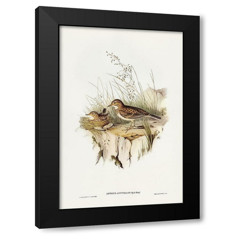 Australian Pipit-Anthus Australis Black Modern Wood Framed Art Print by Gould, John